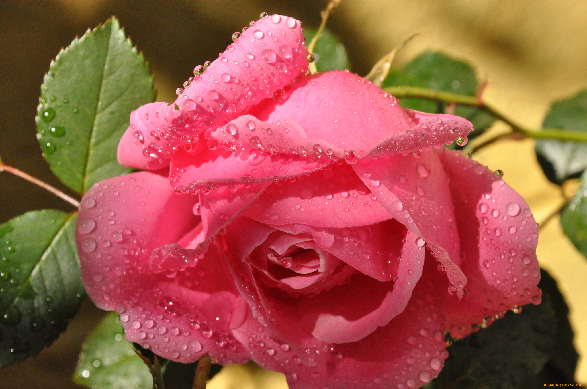 Лето цветы розы. Красивые цветы. Очень красивые цветы. Прекрасные розы. Заставка на рабочий стол розы.